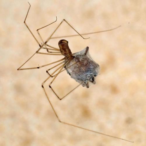 Réf. 304 354 : Pholcus phalangioides
